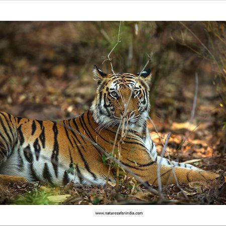 Tiger'S Den Resort Bandhavgarh National Park Екстериор снимка