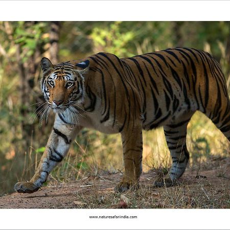 Tiger'S Den Resort Bandhavgarh National Park Екстериор снимка