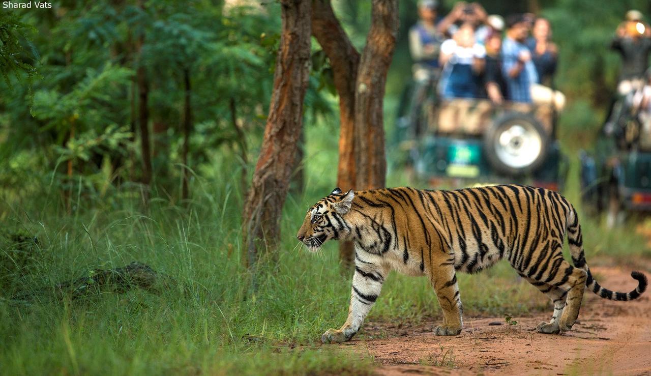 Tiger'S Den Resort Bandhavgarh National Park Екстериор снимка