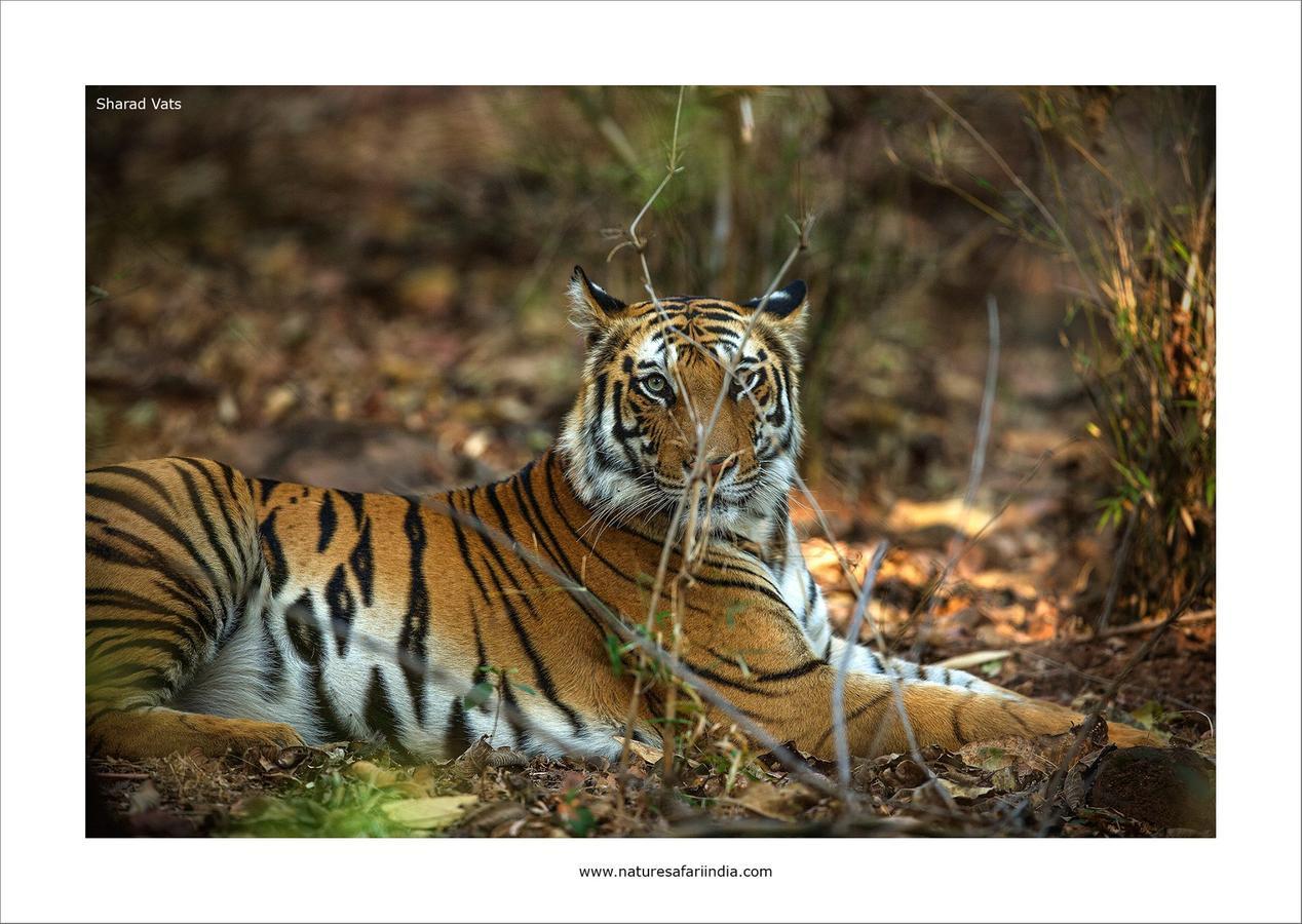 Tiger'S Den Resort Bandhavgarh National Park Екстериор снимка