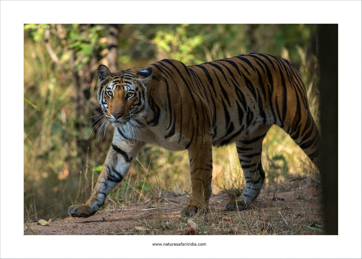Tiger'S Den Resort Bandhavgarh National Park Екстериор снимка
